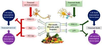 Natural Compounds as Medical Strategies in the Prevention and Treatment of Psychiatric Disorders Seen in Neurological Diseases